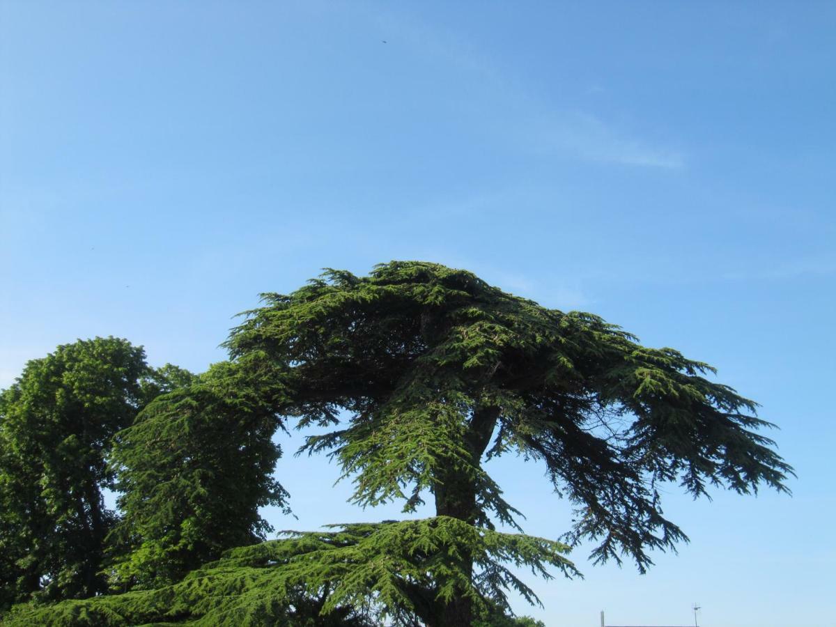 Bed & Breakfast Chateau Les Cedres Bretteville-l'Orgueilleuse Exterior foto